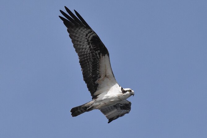 Dolphin and Bird Watching Ecotour Cruise - Accessibility and Comfort Features
