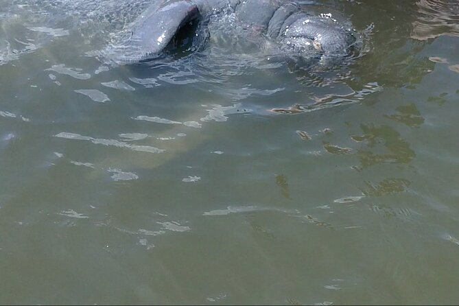 Dolphin and Manatee Adventure Tour of Merritt Island - Customer Service and Issues