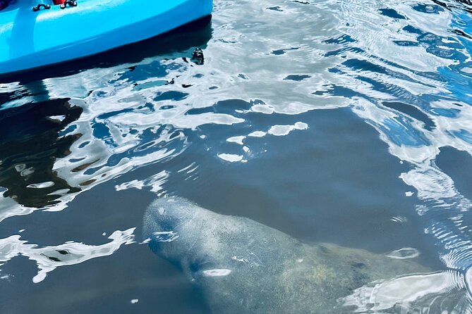 Dolphin and Manatee Kayak and SUP Adventure Tour of Cocoa Beach - Kayak and Paddle Board Equipment