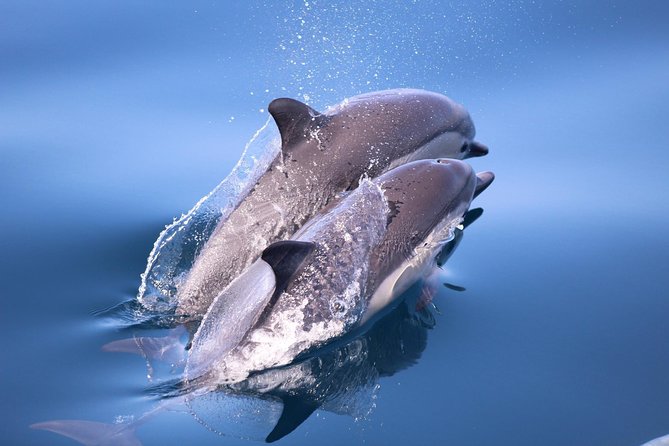 Dolphin and Whale Watching Sunset Cruise - Additional Information