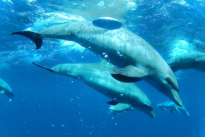 Dolphin House Royal Sea Trip Luxury Boat With Transfer - Hurghada - Meeting and Pickup Information