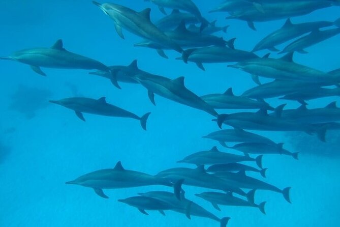 Dolphin House Satayeh Reef Snorkeling Sea Trip With Lunch &Transfer-Marsa Alam - What to Expect