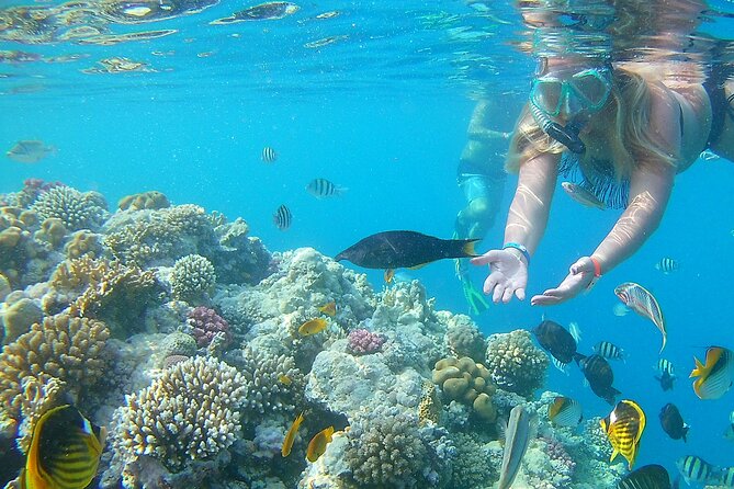 Dolphin House Sea Trip With Water Sport and Lunch - Reviews and Testimonials