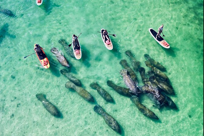 Dolphin, Manatee and Sea Turtle Adventure Tour Review - Cancellation Policy and Reviews