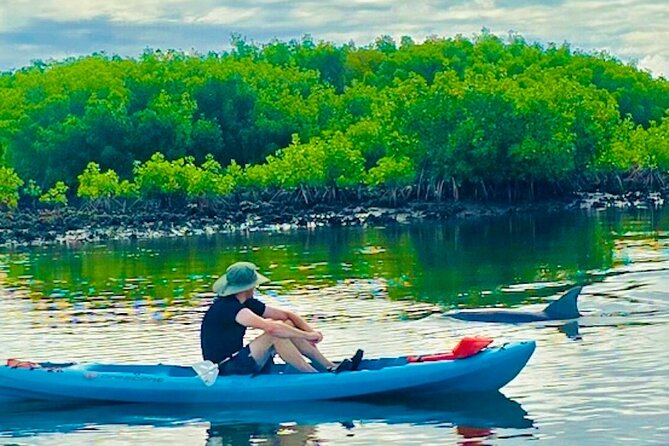 Dolphin, Manatee and Sea Turtle Kayak Adventure - Customer Reviews and Feedback