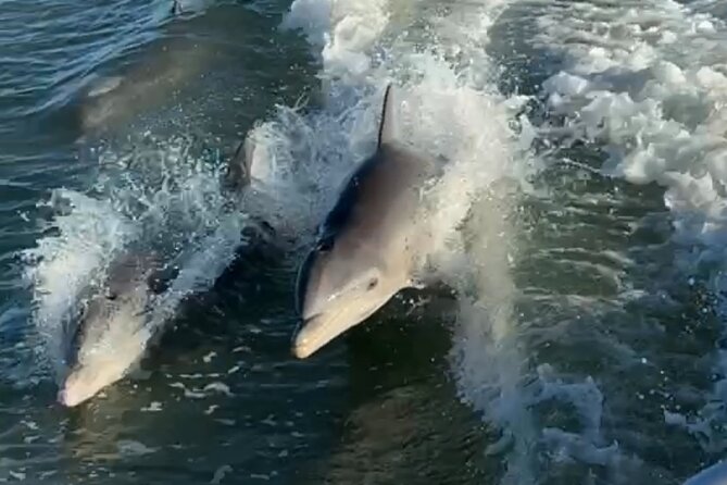 Dolphin Watching Boat Tour Around Anna Maria Island - Meeting Point and Pickup Instructions