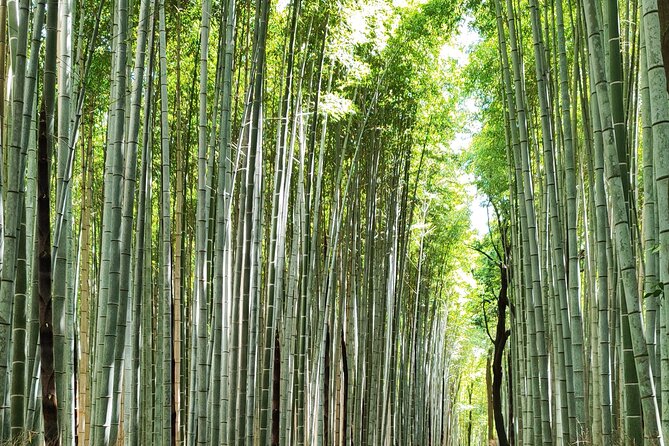 Early Half Day to Kyoto Highlights - Accessibility