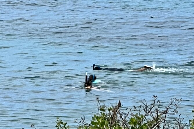Electric Beach Snorkeling With Dolphins Tour - Booking and Cancellation