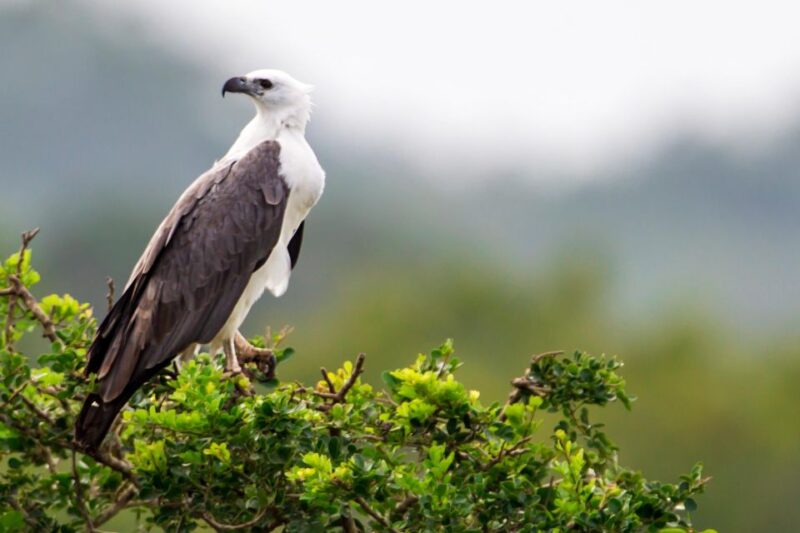 Ella: Safari Day Trip to Yala & Udawalawe W/ Picnic Lunch - Yala National Park