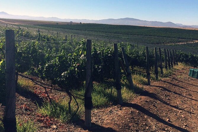 Ensenada Shore Excursion: Wine and Cheese Tour With Lunch in Ojos Negros Valley - Feedback and Ratings