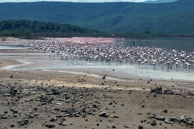 Escape to Lake Bogoria, Flamingos New Home for an Overnight Safari - Schedule and Pricing Details
