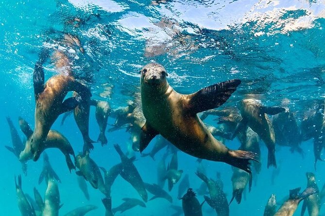 Espiritu Santo Island Combo: Sea Lions and Paddleboard 1 to 6 Private Group - Inclusions and Amenities