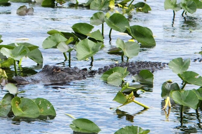 Everglades Airboat Ride and Bus Transfer From Miami Beach - Tour Experience