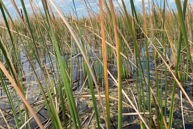Everglades Airboat Tour Review: Is It Worth It - Traveler Experiences