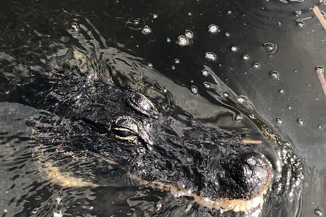 Everglades Alligator Airboat Adventure Review - Feedback and Reviews