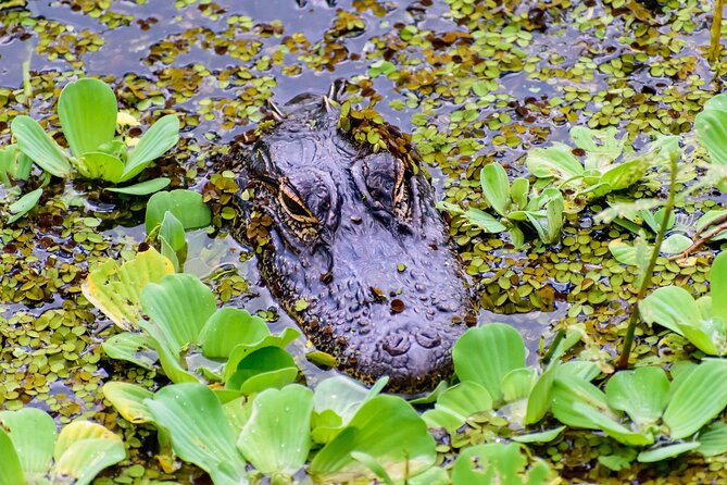 Everglades Tour From Miami 4 Hours With 60MIN Airboat Ride & Free Group Photo - Airboat Ride Experience