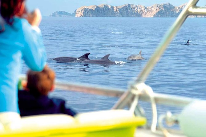Experience a Sunrise With Dolphins - Comparison With Other Tours