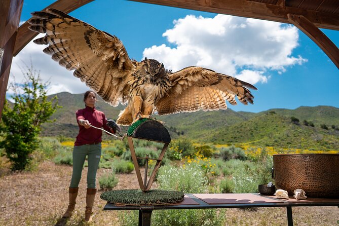 Experience Raptors and Falconry in Reno - Educational Insights