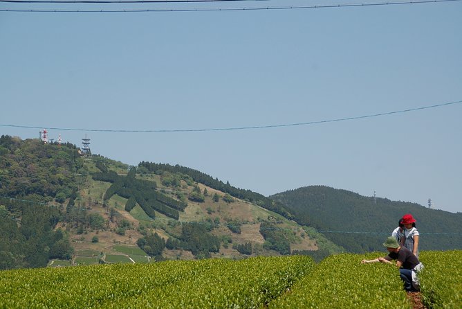 Experience Tea Picking With a Tea Farmer, and Tempura Lunch With Picked Tea Leaves - Satoyama Lunch With Seasonal Ingredients