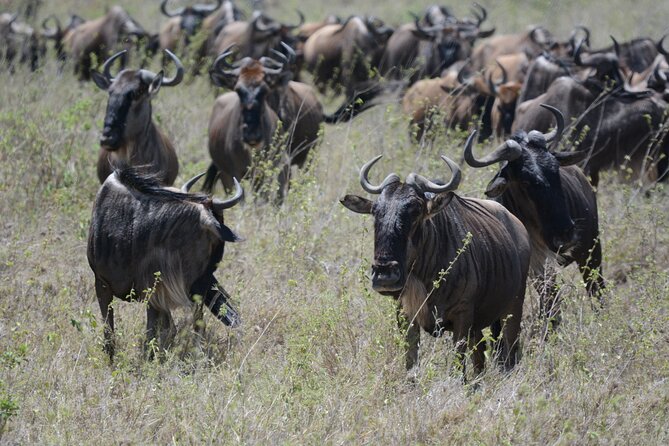 Experience the Masai Mara and the Dancing Masai in 4 Days - Health and Accessibility Information