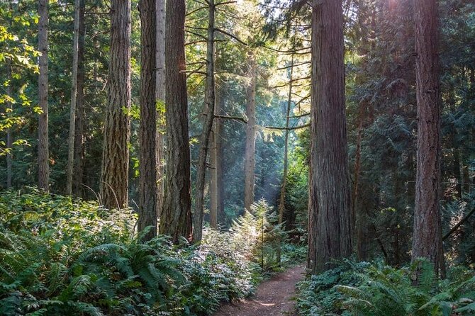 Explore Snoqualmie, Waterfalls and an Ancient Forest - Explore the Ancient Forest