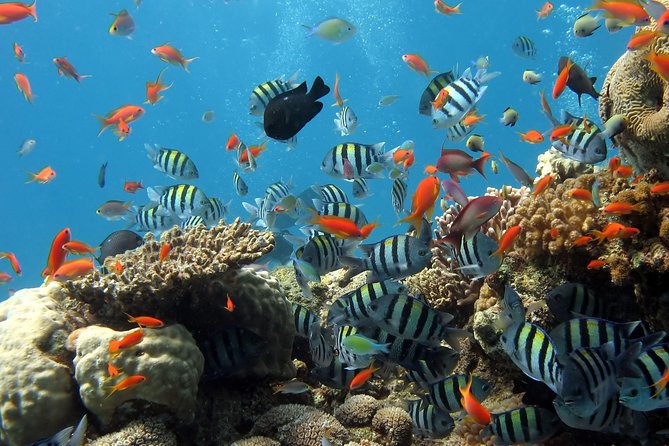 Exploring the Magnificent East of Mauritius: Full-Day Incl Blue Bay Marine Park - Pickup and Meeting Locations