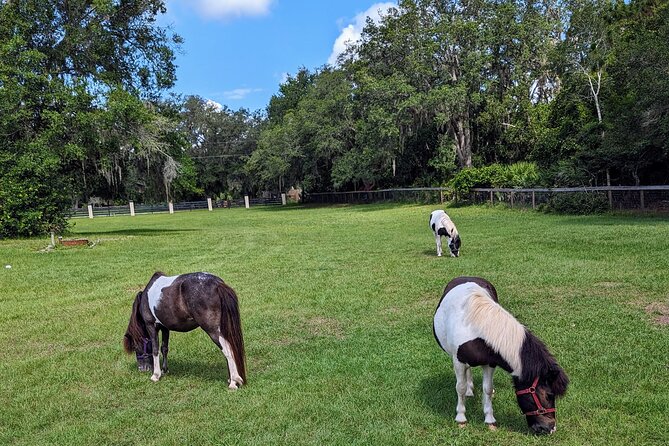 Farm Experience With Ponies, Bunnies, Chickens and Goats - What to Expect During the Experience