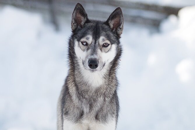 Feel the Magic of Winter With Thrilling Arctic Dog Sled Rides - Thrill of the Sled Ride