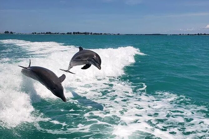 Fins Up - Dolphin & Island Sandbar Adventure in Clearwater Beach - Family-Friendly and Intimate Atmosphere