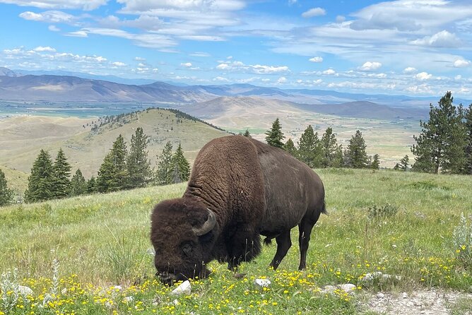 Flathead Lake & Bison Range Scenic Driving Tour - Accessibility Information