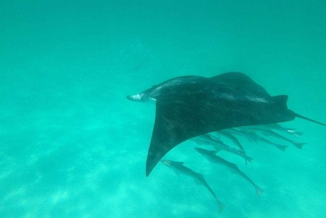 Flippers Adventures Dolphin Cruise - Experience Highlights