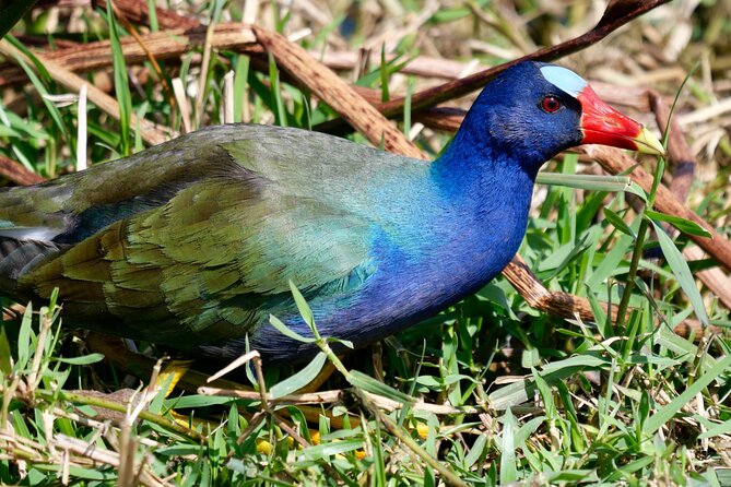 Florida Wildlife Drive Eco Tour With Lunch and Moonshine Tasting - Tour Schedule and Details