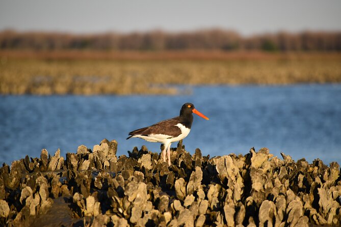 Folly Beach Eco Boat Excursion and Morris Island Drop Off - Accessibility Considerations