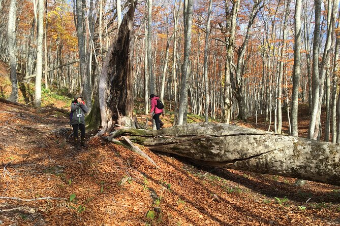 Forest Healing Around the Giant Beech and Katsura Trees - Amenities and Rental Options