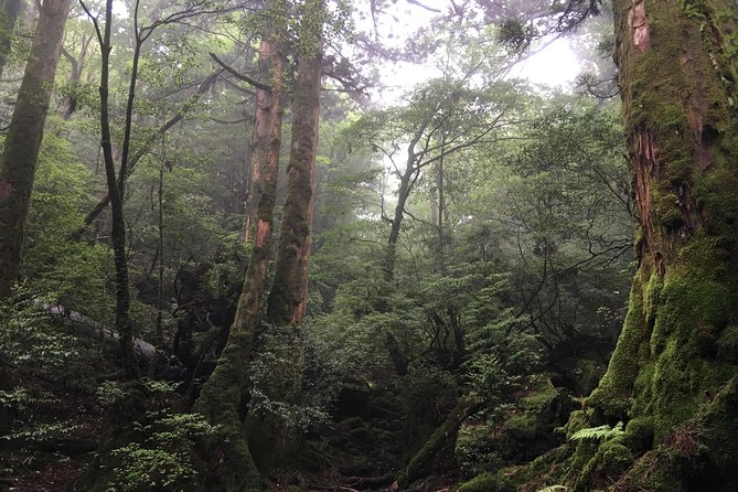 Forest Walk - Booking Information