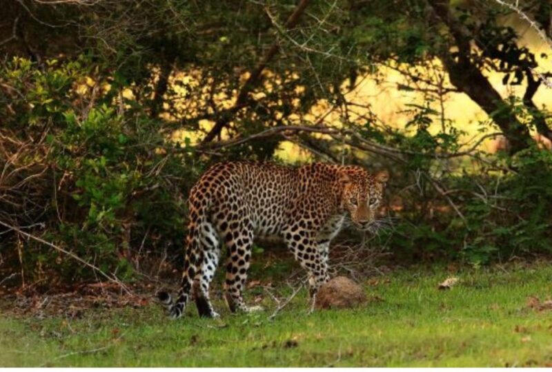 From Anuradhapura: Full Day Wilpattus Wild Wonders -Private - Transportation and Inclusions