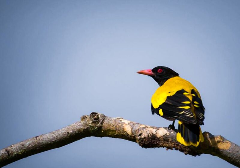 From Colombo/Negombo: Muthurajawela Bird Watching Day Trip - Itinerary and Logistics