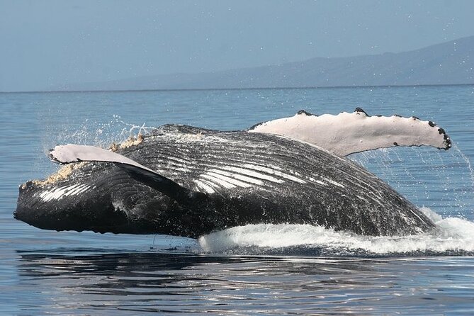 From Maalaea Harbor: Sunset Whale Watch Tour Aboard the Malolo - Whale Watching Experience