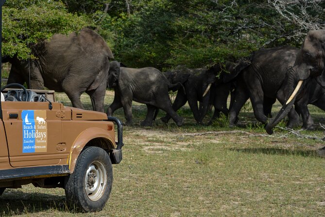 From Zanzibar: Selous Game Reserve Day Safari With Flights - Safari Experience Highlights