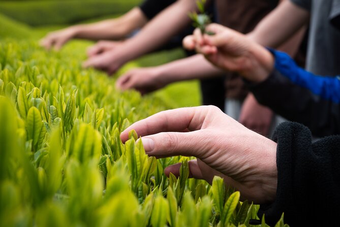 Full Day 7hr Private Van True Hidden Kyoto Matcha Farm Experience - Desserts and Tea Tasting