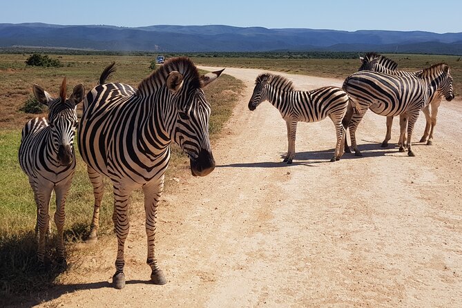 Full Day Addo Elephant National Park Safari - Accessibility Options