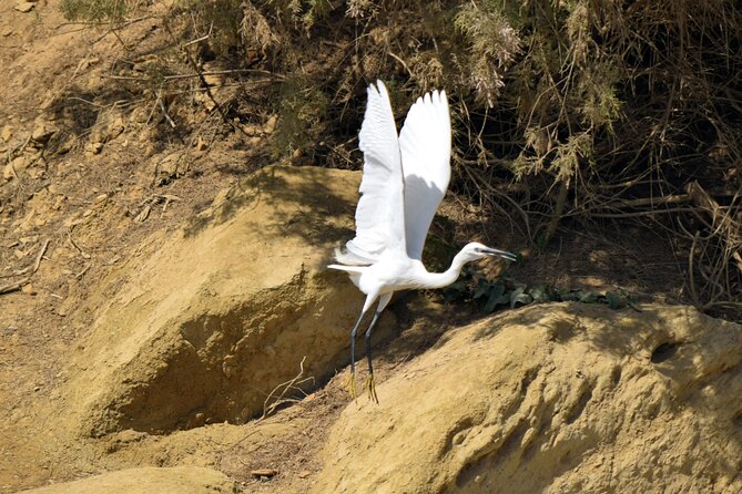 Full-Day Bird Watching Private Experience at Fayoum - Accessibility and Participation