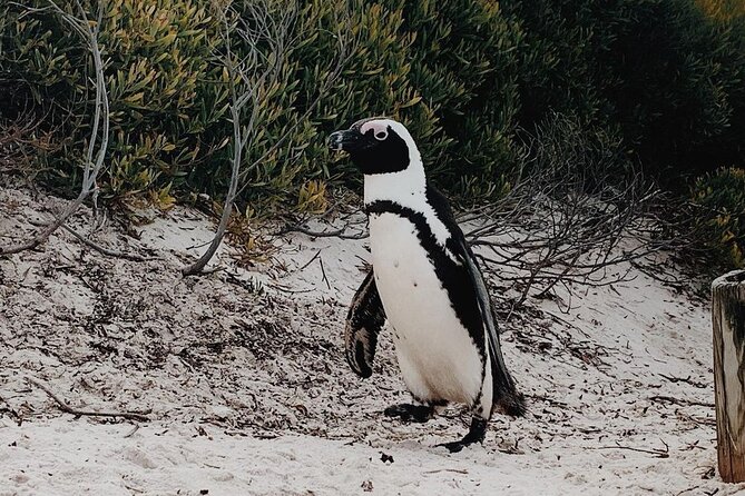 Full Day Cape of Good Hope-Cape Point Group Tour From Cape Town - Accessibility Features