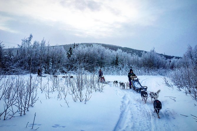 Full Day Drive Your Own Dog Team Dog Sledding Tour - Unique Experiences