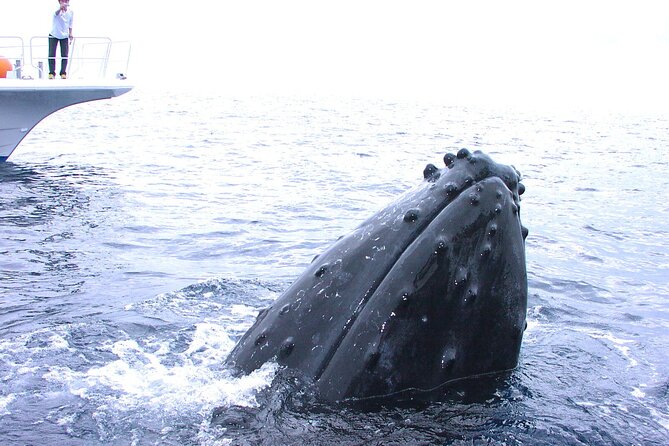 Full Day Guided Boat 2diving in Kerama Islands（License Required） - What to Expect