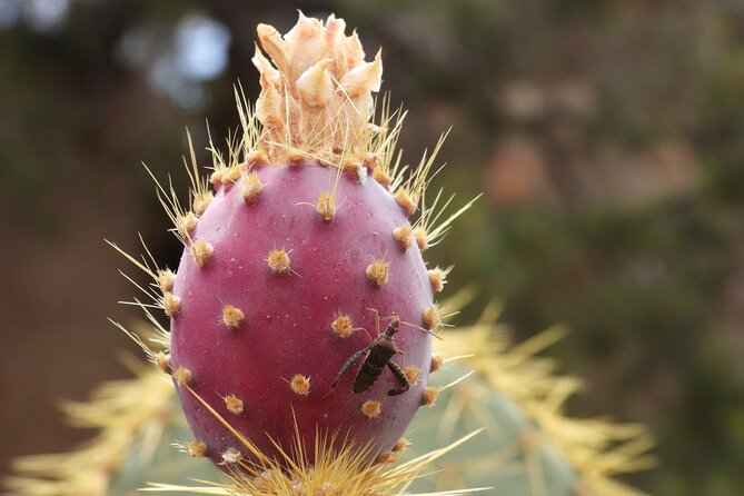 Full Day Hike in Joshua Tree National Park - Embracing the Artistic Spirit of Joshua Tree