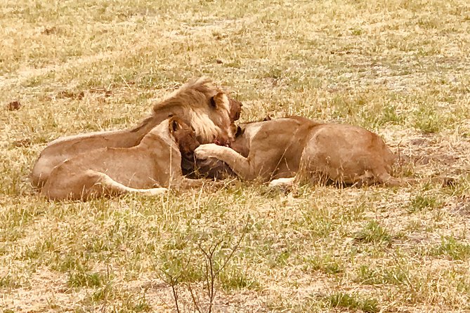 Full-Day Hwange National Park Tour From Victoria Falls - Wildlife Viewing Opportunities