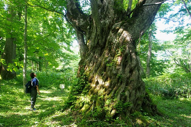 Full Day North Nagano Hiking Experience - Experiencing the Lunch Provided