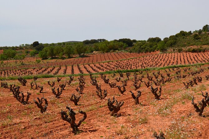 Full Day Private Requena Wineries Premium Tastings - Itinerary Overview
