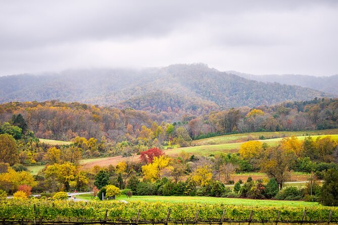 Full-Day Private Virginia Wine Tour Experience From Washington - The Role of Your Professional Tour Guide